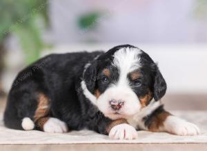 F1 mini bernedoodle near Chicago Illinois