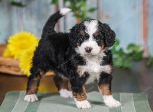 F1 mini bernedoodle near Chicago Illinois