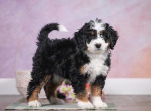 F1 mini bernedoodle near Chicago Illinois