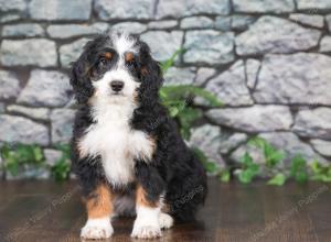 F1 mini bernedoodle near Chicago Illinois