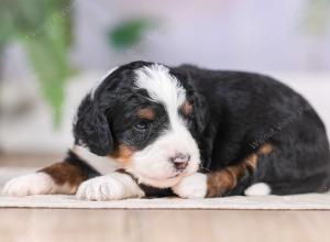 F1 mini bernedoodle near Chicago Illinois