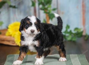 F1 mini bernedoodle near Chicago Illinois