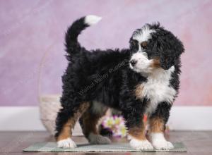 F1 mini bernedoodle near Chicago Illinois