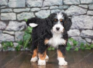 F1 mini bernedoodle near Chicago Illinois