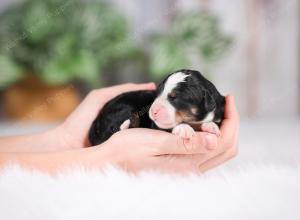 F1 mini bernedoodle near Chicago Illinois