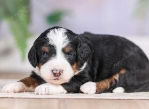 F1 mini bernedoodle near Chicago Illinois