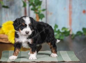 F1 mini bernedoodle near Chicago Illinois