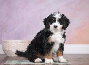 F1 mini bernedoodle near Chicago Illinois