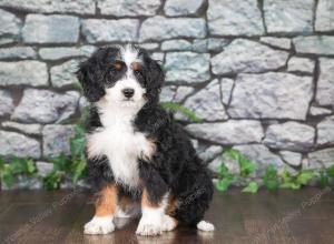 F1 mini bernedoodle near Chicago Illinois