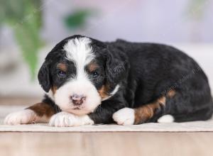 F1 mini bernedoodle near Chicago Illinois