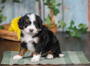 F1 mini bernedoodle near Chicago Illinois