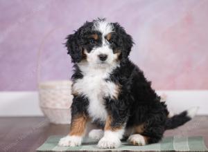 F1 mini bernedoodle near Chicago Illinois