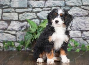 F1 mini bernedoodle near Chicago Illinois