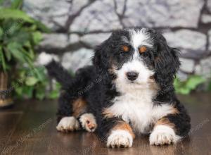 F1 mini bernedoodle near Chicago Illinois