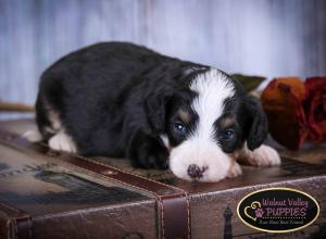 Tri-colored F1B mini bernedoodle near Chicago Illinois