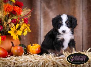 Tri-colored F1B mini bernedoodle near Chicago Illinois