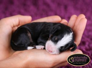 Tri-colored F1B mini bernedoodle near Chicago Illinois