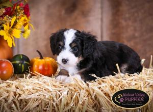 Tri-colored F1B mini bernedoodle near Chicago Illinois