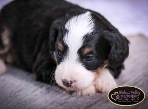 Tri-colored F1B mini bernedoodle near Chicago Illinois