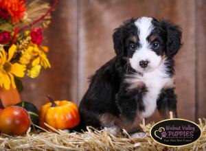 Tri-colored F1B mini bernedoodle near Chicago Illinois