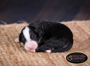 Tri-colored F1B mini bernedoodle near Chicago Illinois