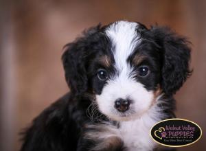 Tri-colored F1B mini bernedoodle near Chicago Illinois