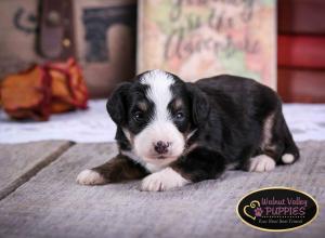 Tri-colored F1B mini bernedoodle near Chicago Illinois