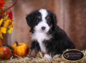 Tri-colored F1B mini bernedoodle near Chicago Illinois