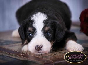 Tri-colored F1B mini bernedoodle near Chicago Illinois