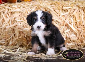 Tri-colored F1B mini bernedoodle near Chicago Illinois