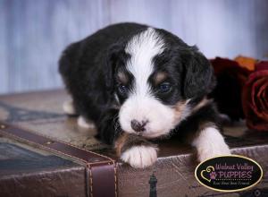 Tri-colored F1B mini bernedoodle near Chicago Illinois