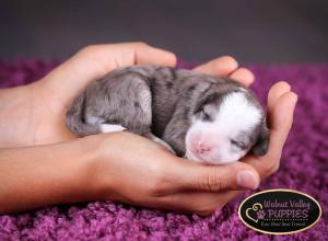 Blue Merle F1B mini bernedoodle near Chicago Illinois