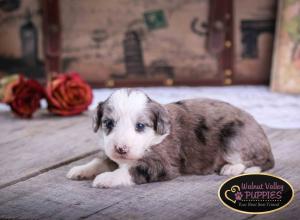 Blue Merle F1B mini bernedoodle near Chicago Illinois