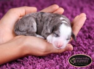 Blue Merle F1B mini bernedoodle near Chicago Illinois