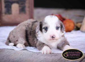 Blue Merle F1B mini bernedoodle near Chicago Illinois