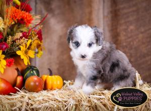 Blue Merle F1B mini bernedoodle near Chicago Illinois