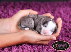 Blue Merle F1B mini bernedoodle near Chicago Illinois