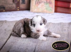 Blue Merle F1B mini bernedoodle near Chicago Illinois