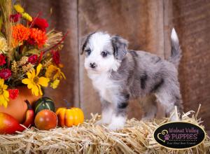 Blue Merle F1B mini bernedoodle near Chicago Illinois