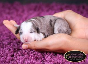 Blue Merle F1B mini bernedoodle near Chicago Illinois