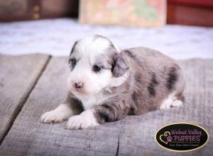 Blue Merle F1B mini bernedoodle near Chicago Illinois