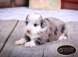 Blue Merle F1B mini bernedoodle near Chicago Illinois