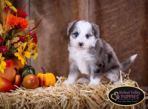 Blue Merle F1B mini bernedoodle near Chicago Illinois