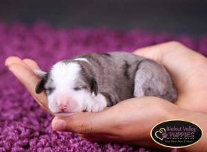 Blue Merle F1B mini bernedoodle near Chicago Illinois