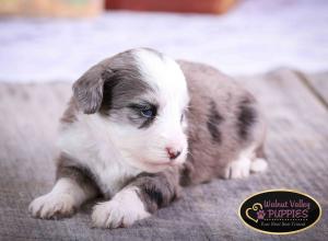 Blue Merle F1B mini bernedoodle near Chicago Illinois