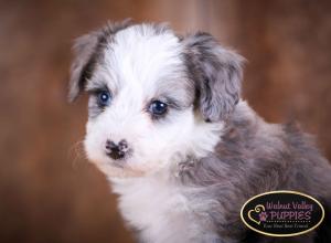 Blue Merle F1B mini bernedoodle near Chicago Illinois