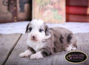 Blue Merle F1B mini bernedoodle near Chicago Illinois