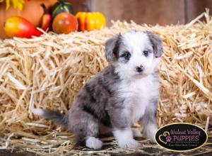 Blue Merle F1B mini bernedoodle near Chicago Illinois