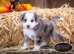 Blue Merle F1B mini bernedoodle near Chicago Illinois