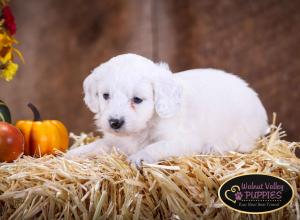 Blue Merle F1B mini bernedoodle near Chicago Illinois